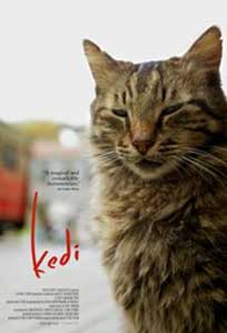 Pisici - Kedi (2016) Documentar Online Subtitrat