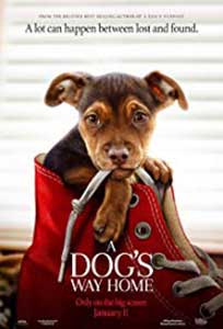 A Dog's Way Home (2019) Online Subtitrat in Romana