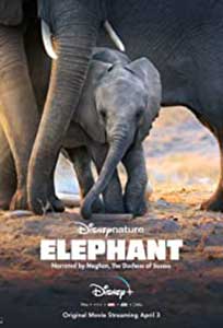 Elephant (2020) Documentar Online Subtitrat in Romana