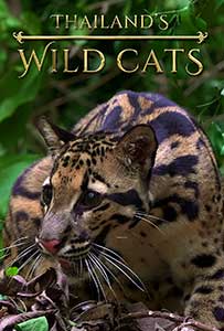 Thailand's Wild Cats (2021) Documentar Online Subtitrat in Romana